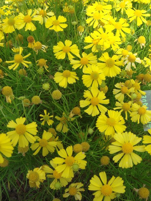 Helenium sp. 'Dakota Gold'